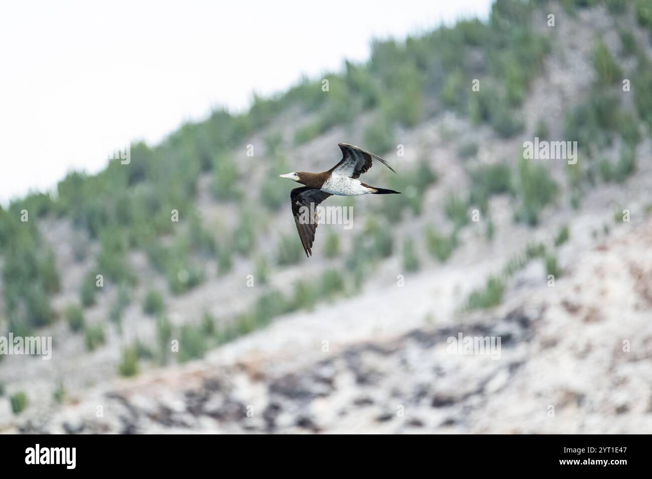 Un butin brun (Sula leucogaster) en vol au-dessus du désert sur la côte de Baja California sur, Mexique. Banque D'Images