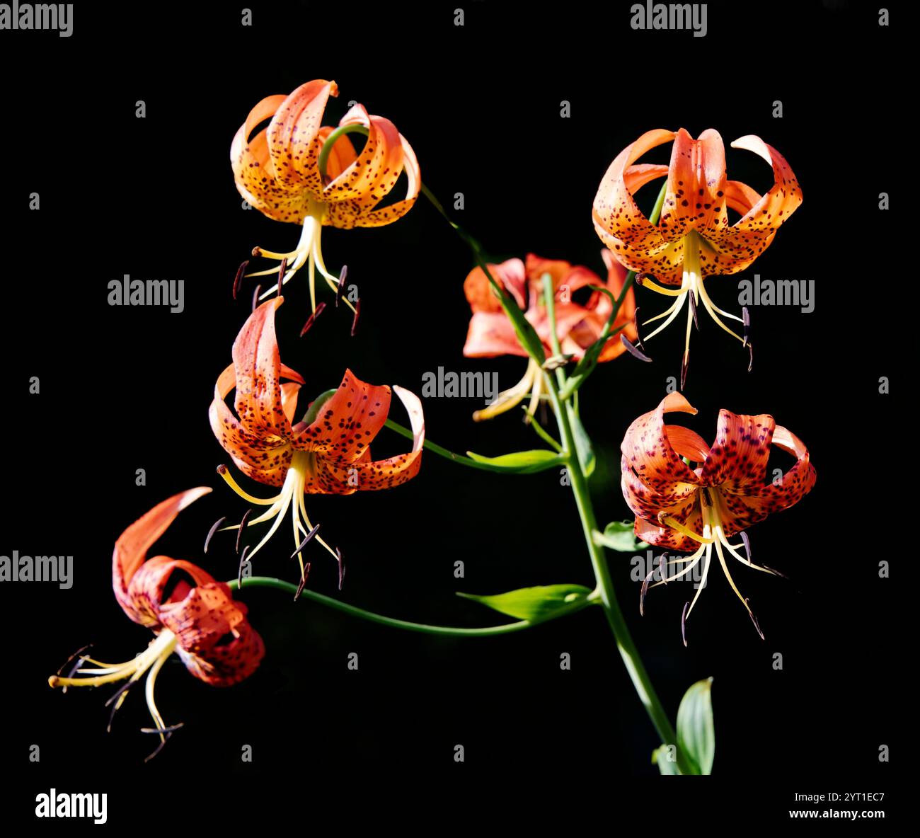Lis de tigre sauvage, sur fond noir, orange avec des points noirs, fleur en fleurs. Banque D'Images