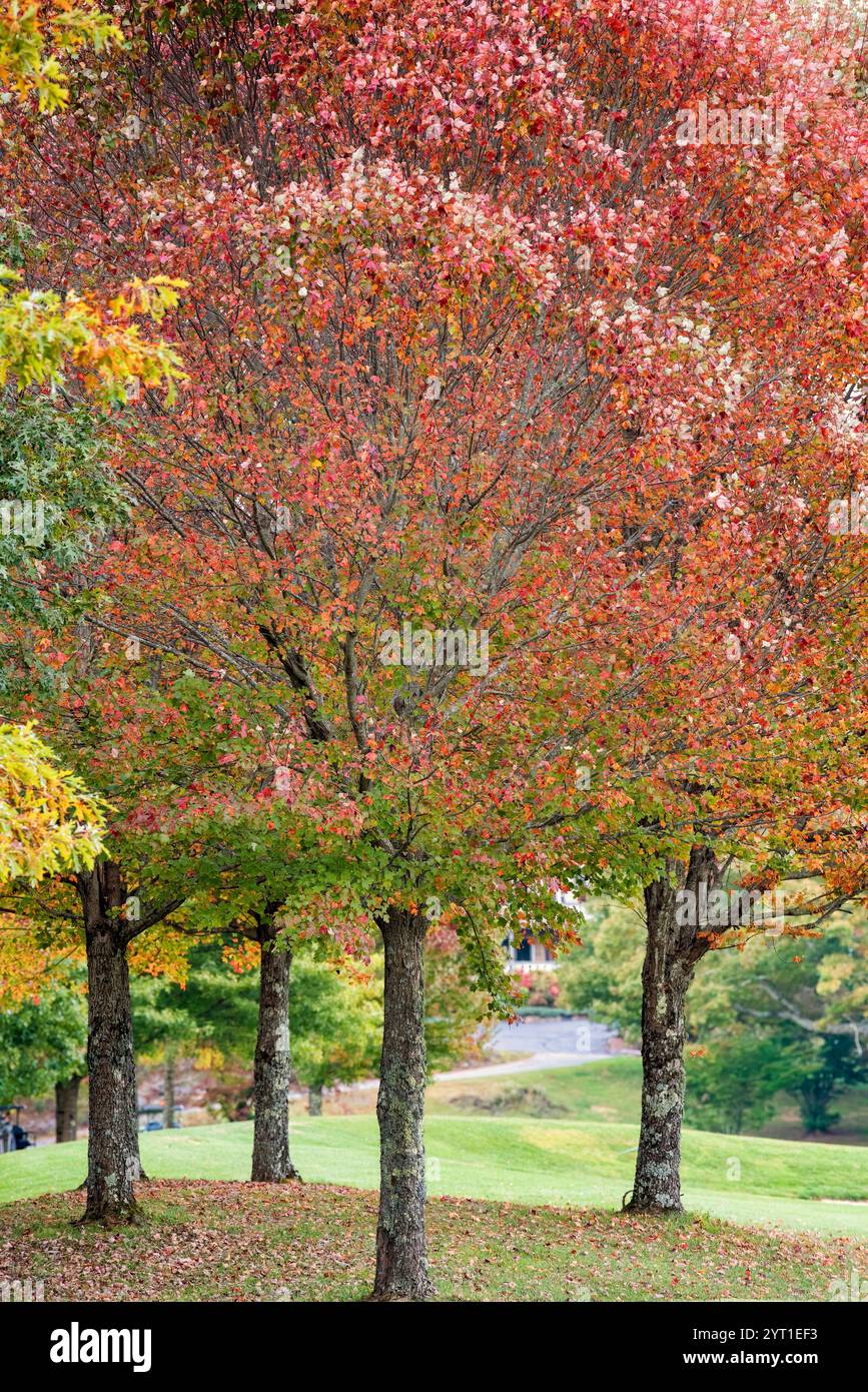 Arbres colorés en automne, couleur naturelle extérieure en Caroline du Nord rurale Banque D'Images