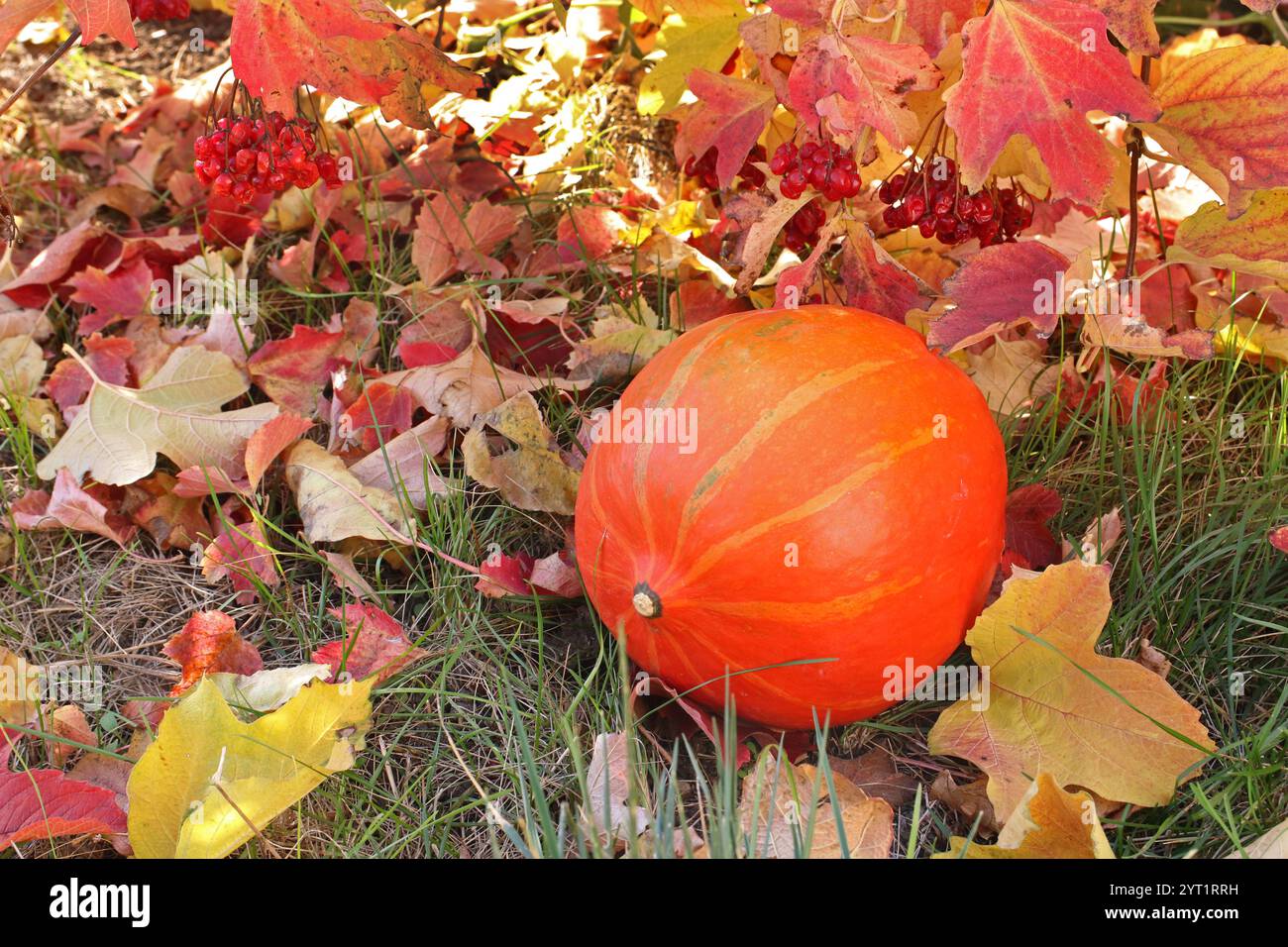 Courge rouge d'hiver sur fond de viburnum d'automne Banque D'Images