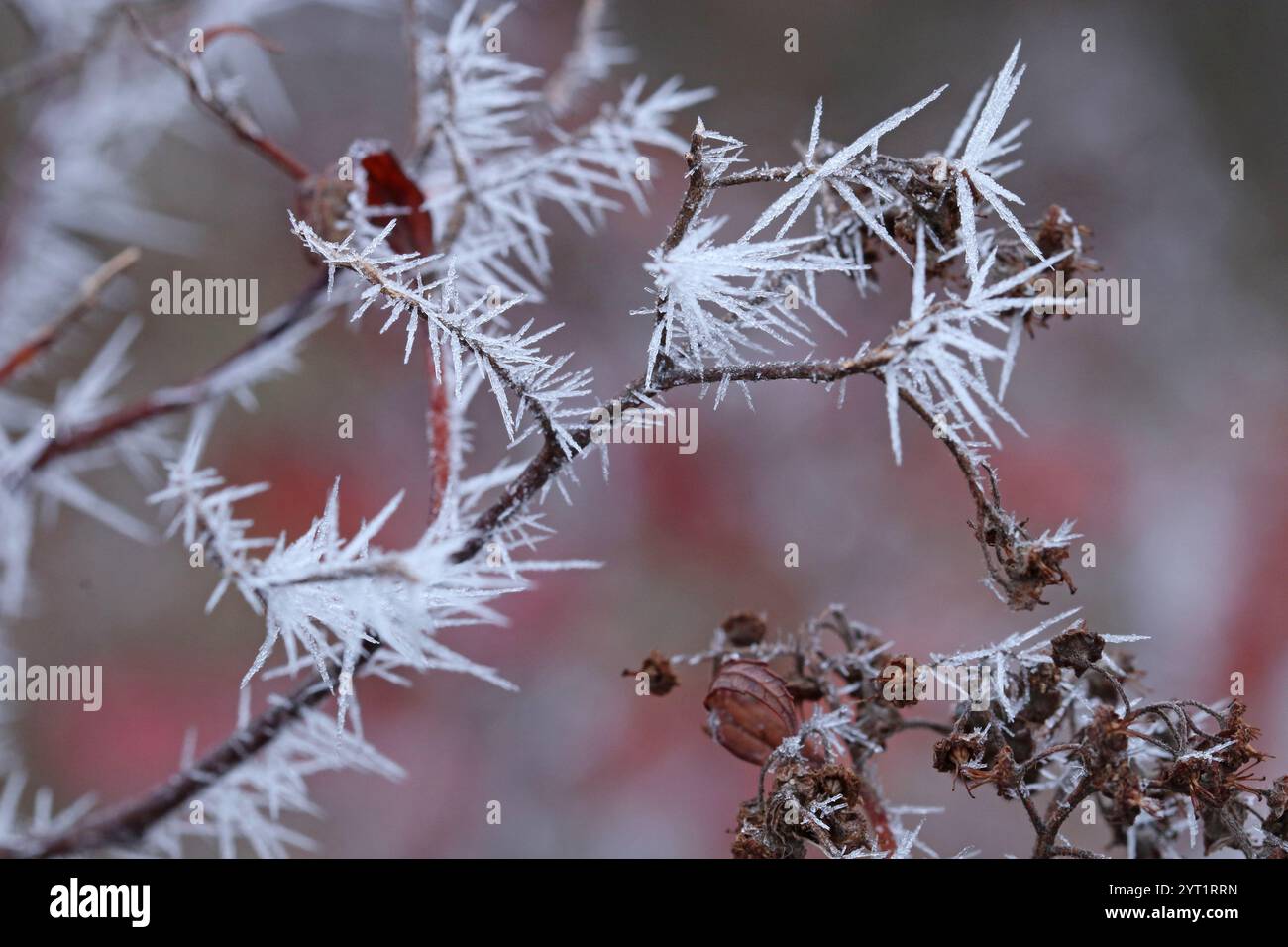 Longs cristaux de gel minces sur les branches des plantes. Macrophotographie. Banque D'Images