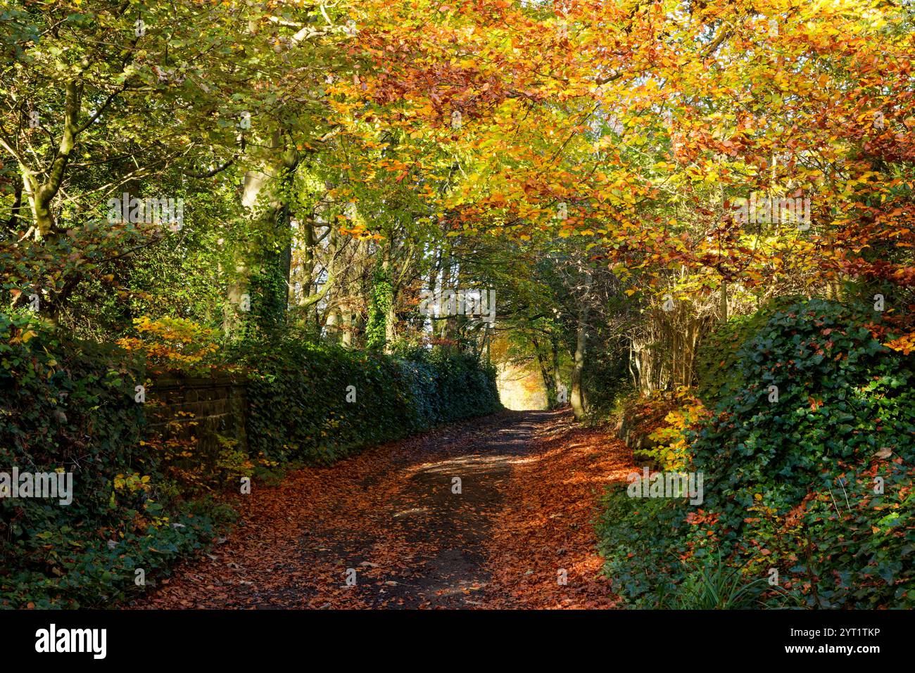 Ruelle boisée vers Chesham Green, Bury, Angleterre. Banque D'Images