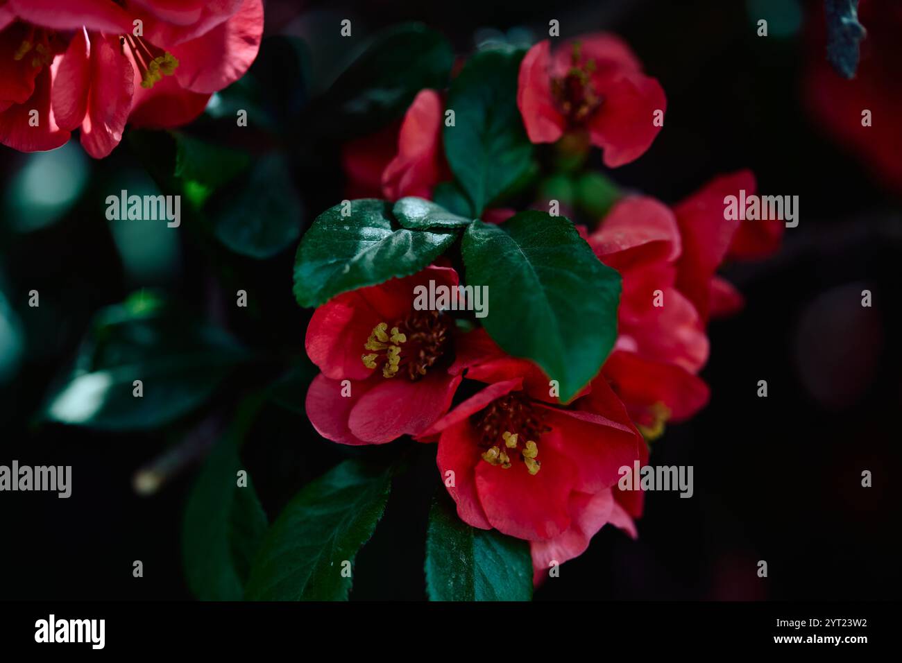 Le blanc symbolise la pureté et l'innocence, ainsi que la féminité et l'élégance. Les couleurs rouges ardentes signifient désir et désir, ainsi que passion. Banque D'Images