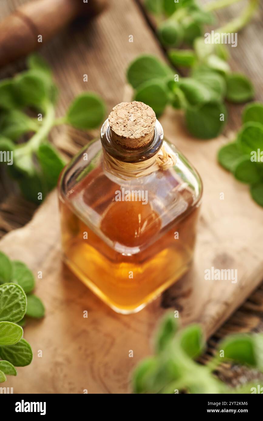 Une bouteille de Plectranthus ou Coleus amboinicus sirop pour le rhume Banque D'Images Une bouteille de Plectranthus ou Coleus amboinicus sirop pour le rhume Banque D'Images