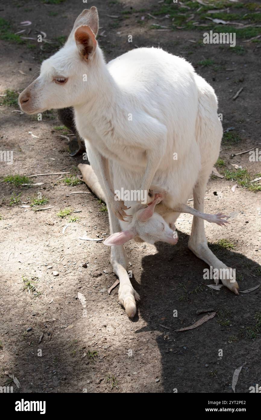 Le kangourou joey albinos est tout blanc avec les yeux, les oreilles et le nez roses. Banque D'Images
