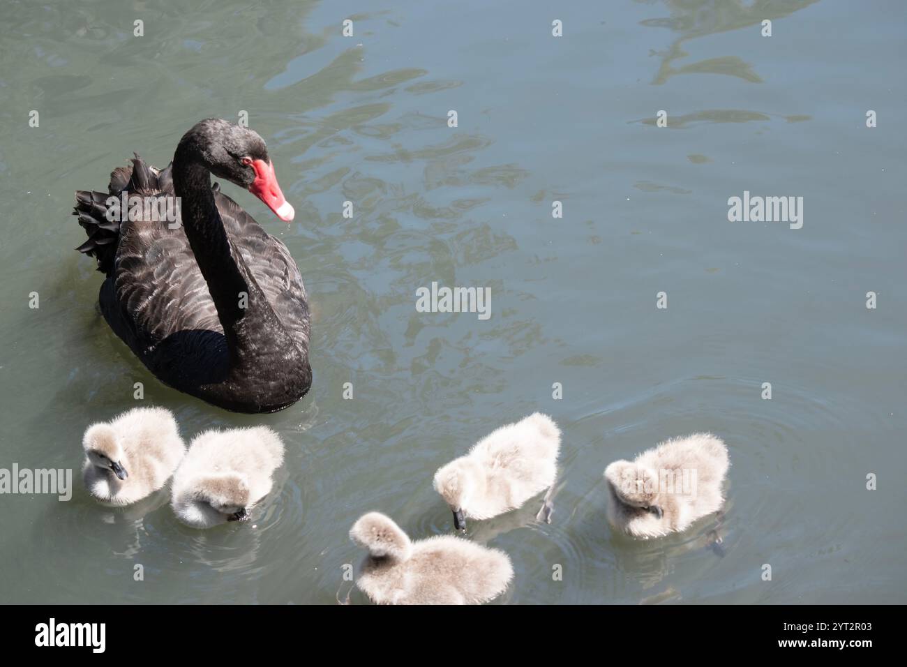 le cygne noir a des plumes noires bordées de blanc sur son dos et est tout noir sur la tête et le cou. Il a un bec rouge avec une bande blanche et un e rouge Banque D'Images
