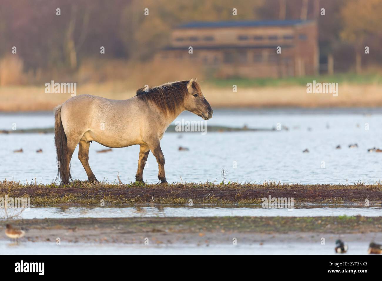 Cheval Konik Equus caballus gemelli, adulte marchant sur grattage avec peau en arrière-plan, réserve Minsmere RSPB, Suffolk, Angleterre, décembre Banque D'Images