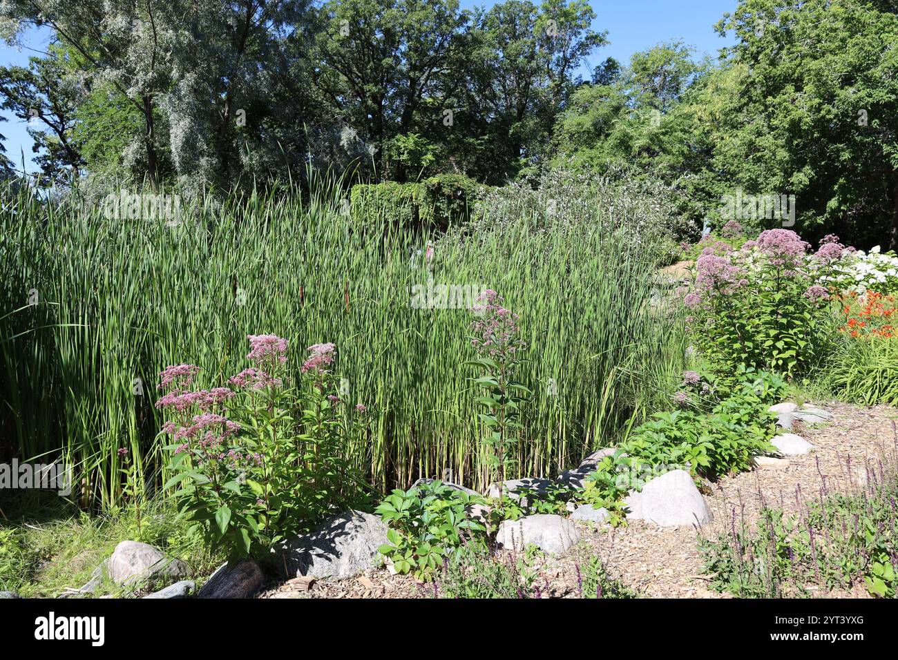 fleurs violettes et ruées le long du rivage d'un marais Banque D'Images