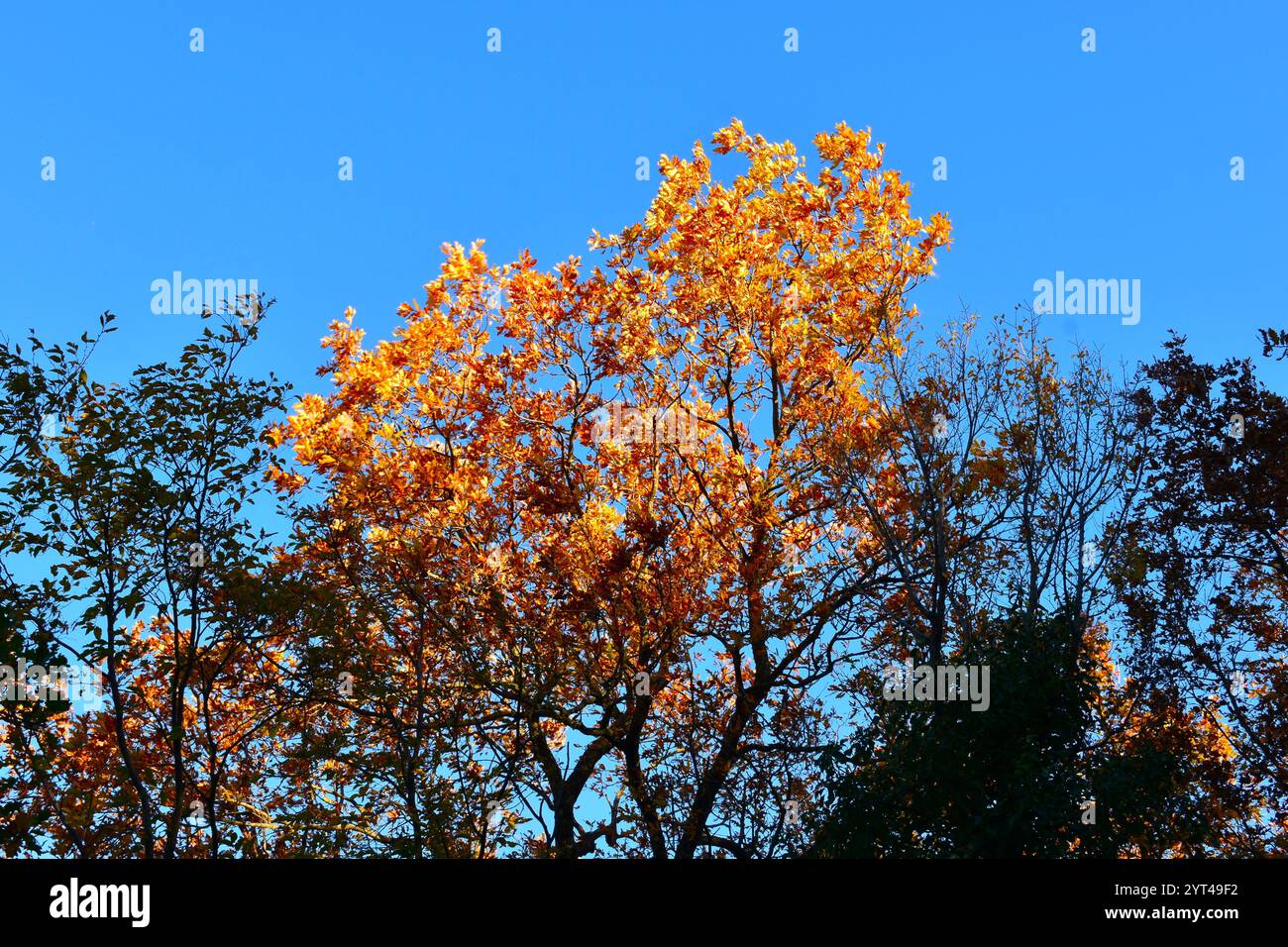 Arbre de chêne (Quercus) dans un beau feuillage d'automne jaune orangé doré Banque D'Images