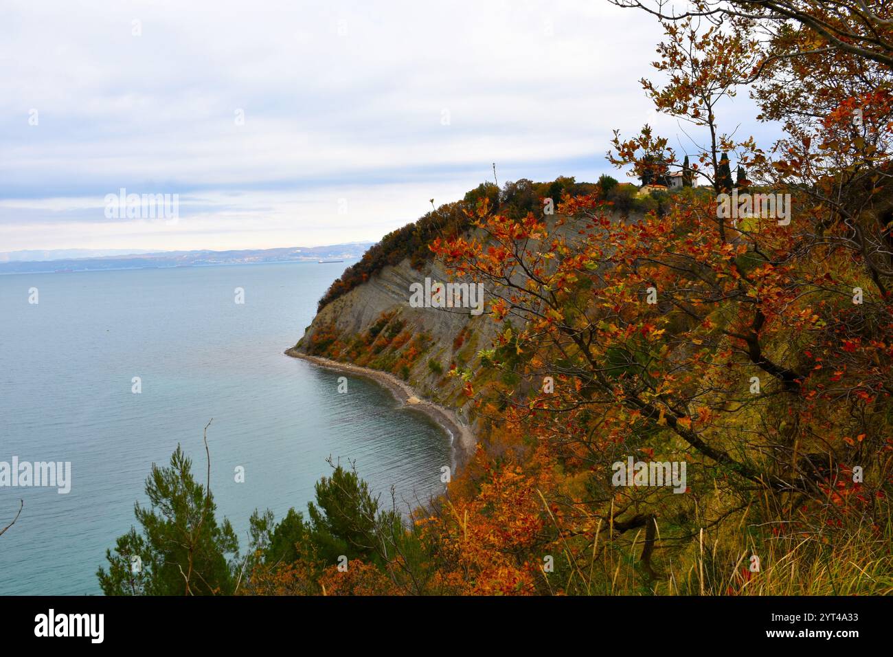 Chêne duveteux (Quercus pubescens) au-dessus de la falaise à Moon Bay sur la côte de la mer Adriatique en automne Banque D'Images