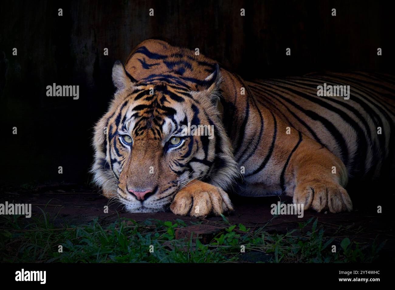 Portrait du tigre de Sumatra sur l'herbe Banque D'Images