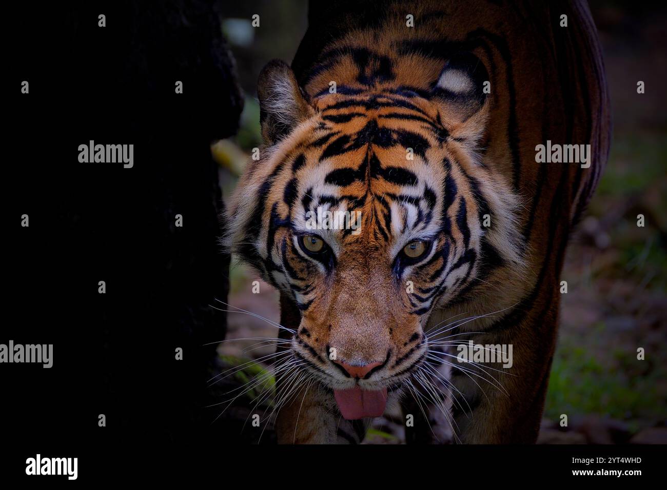 Portrait du tigre de Sumatra sur l'herbe Banque D'Images