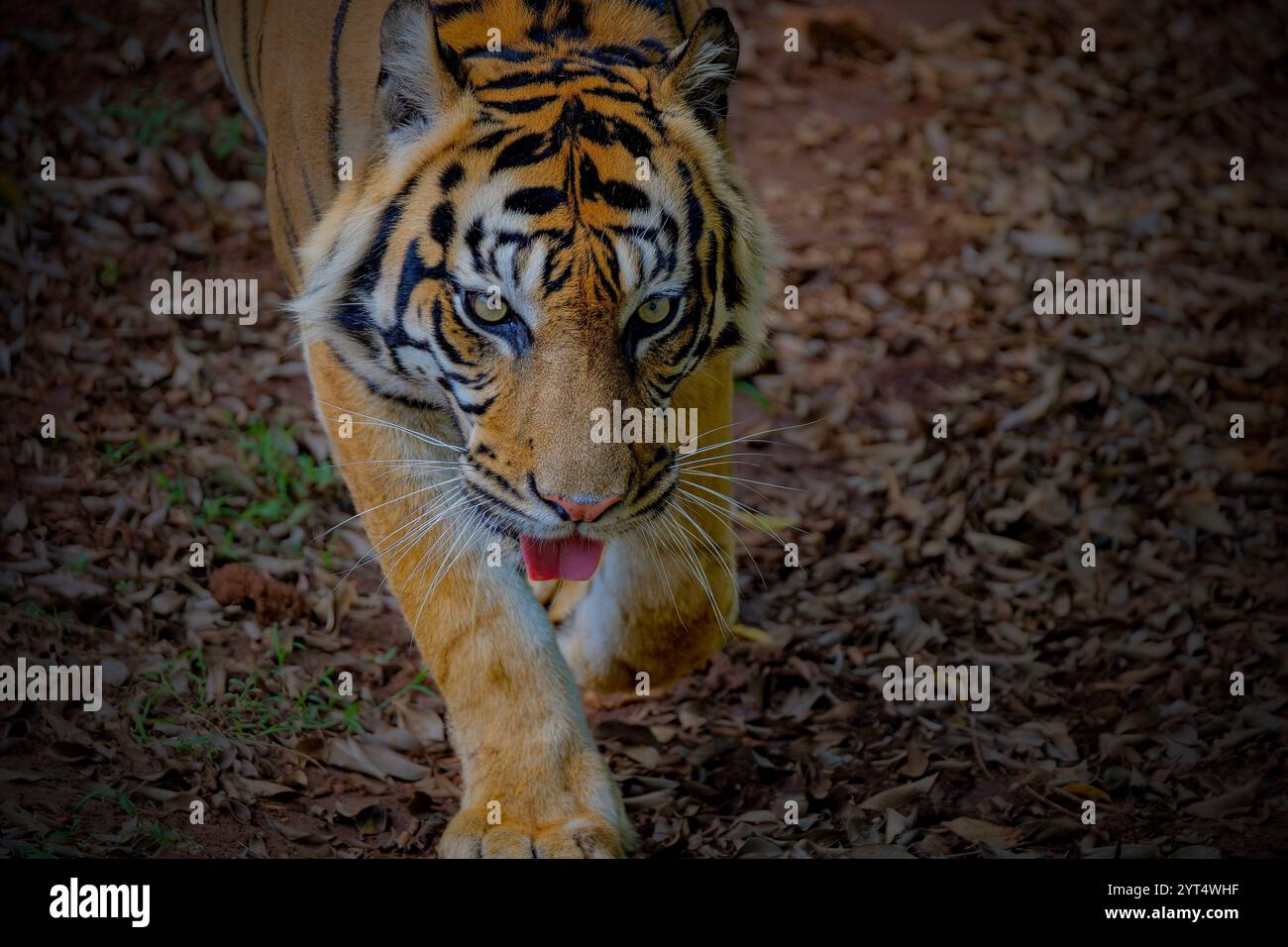 Portrait du tigre de Sumatra sur l'herbe Banque D'Images