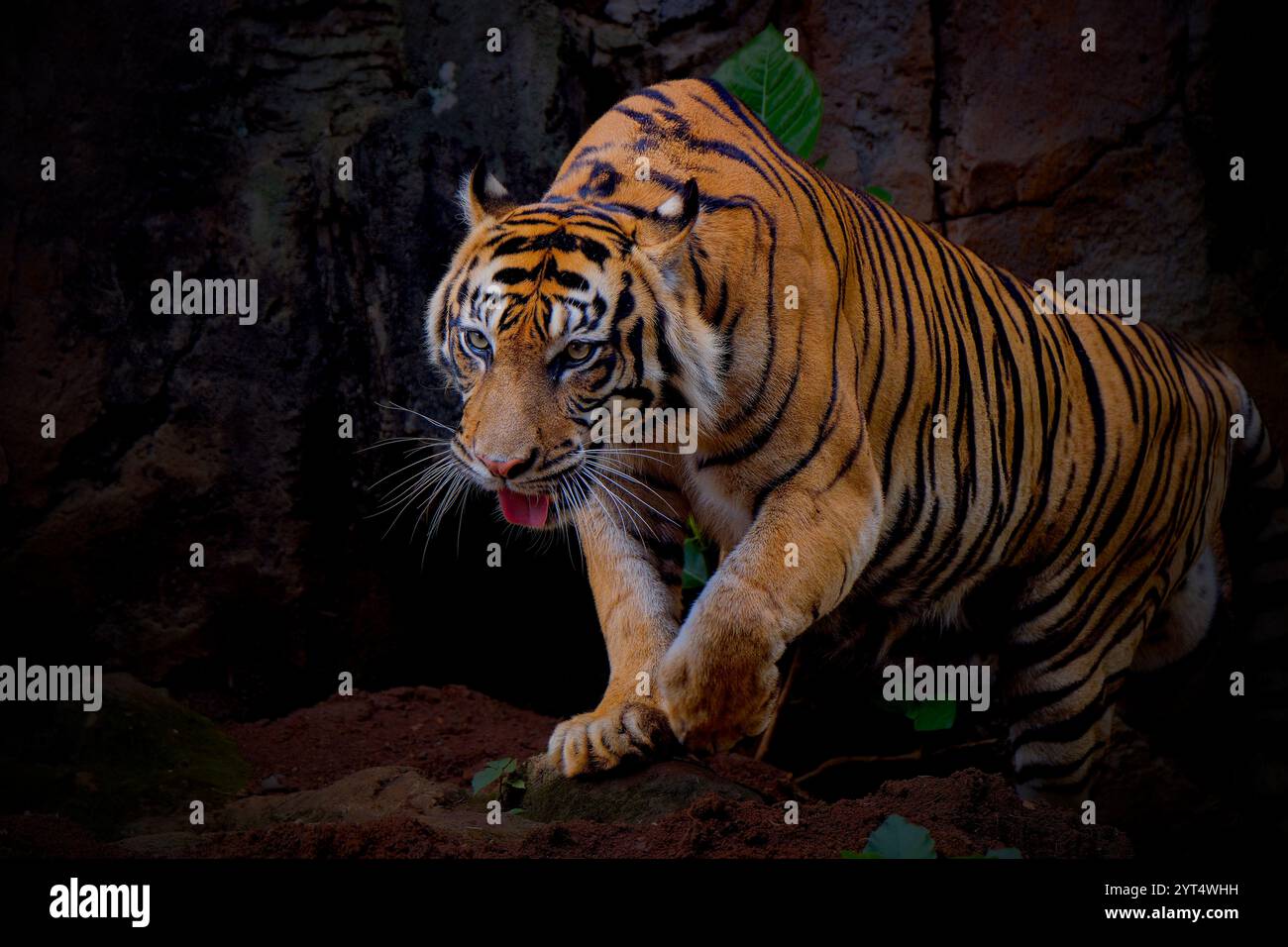 Portrait du tigre de Sumatra sur l'herbe Banque D'Images