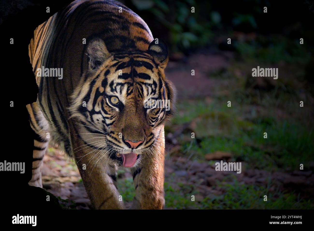Portrait du tigre de Sumatra sur l'herbe Banque D'Images