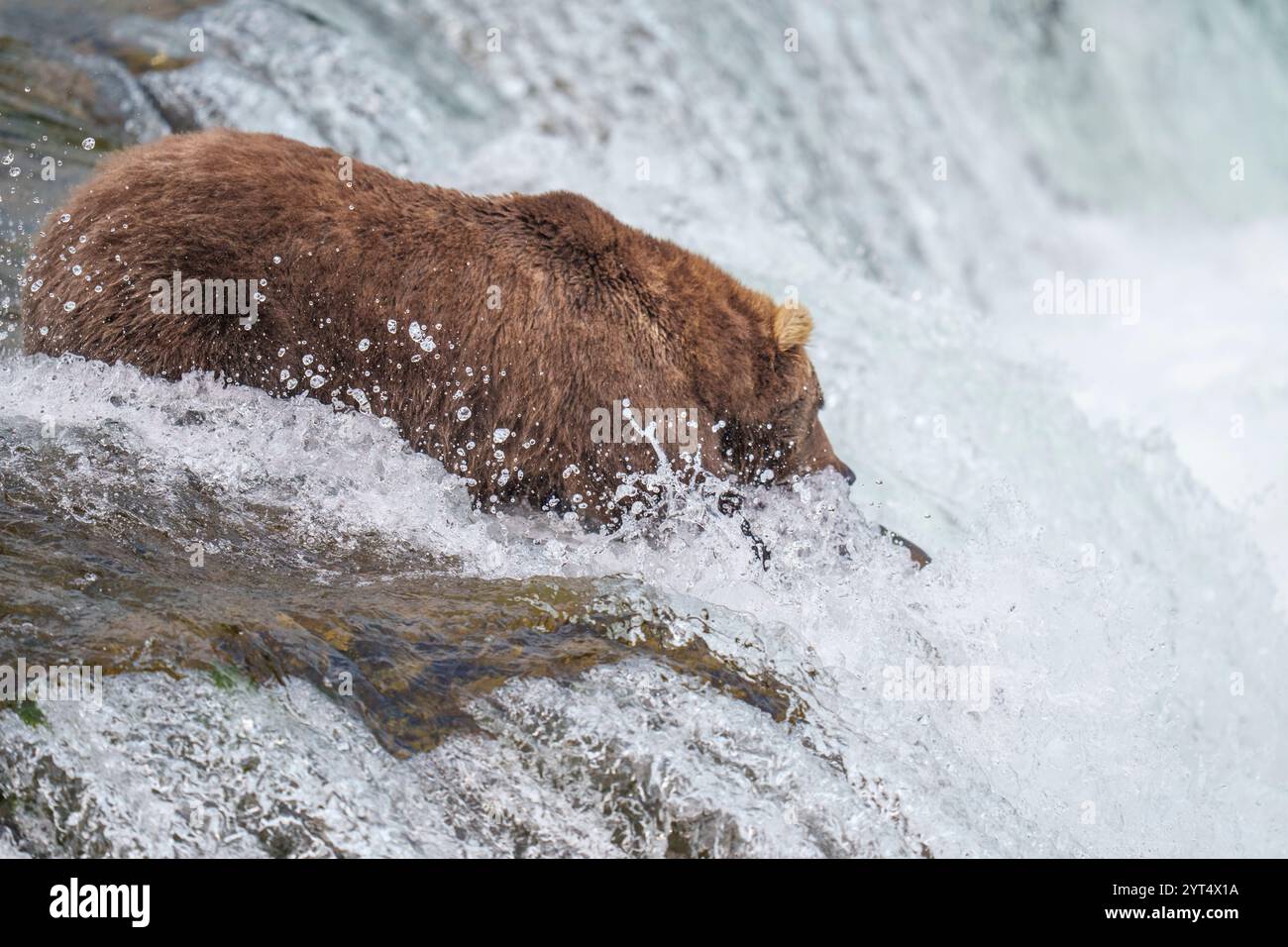 Ours brun attrapant du saumon à Brooks Falls Banque D'Images