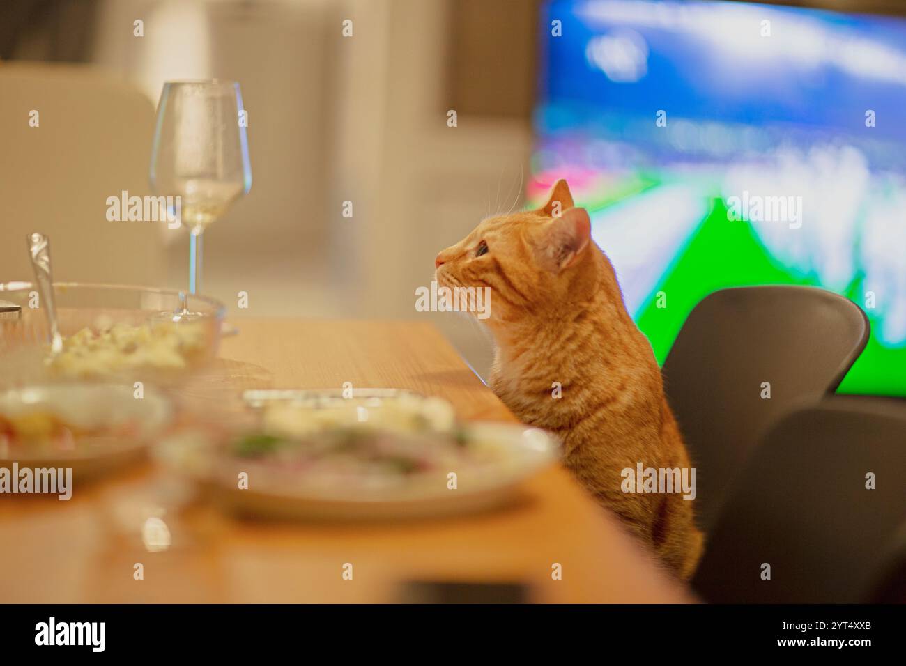 Chat au gingembre assis à une table regardant un verre de vin Banque D'Images