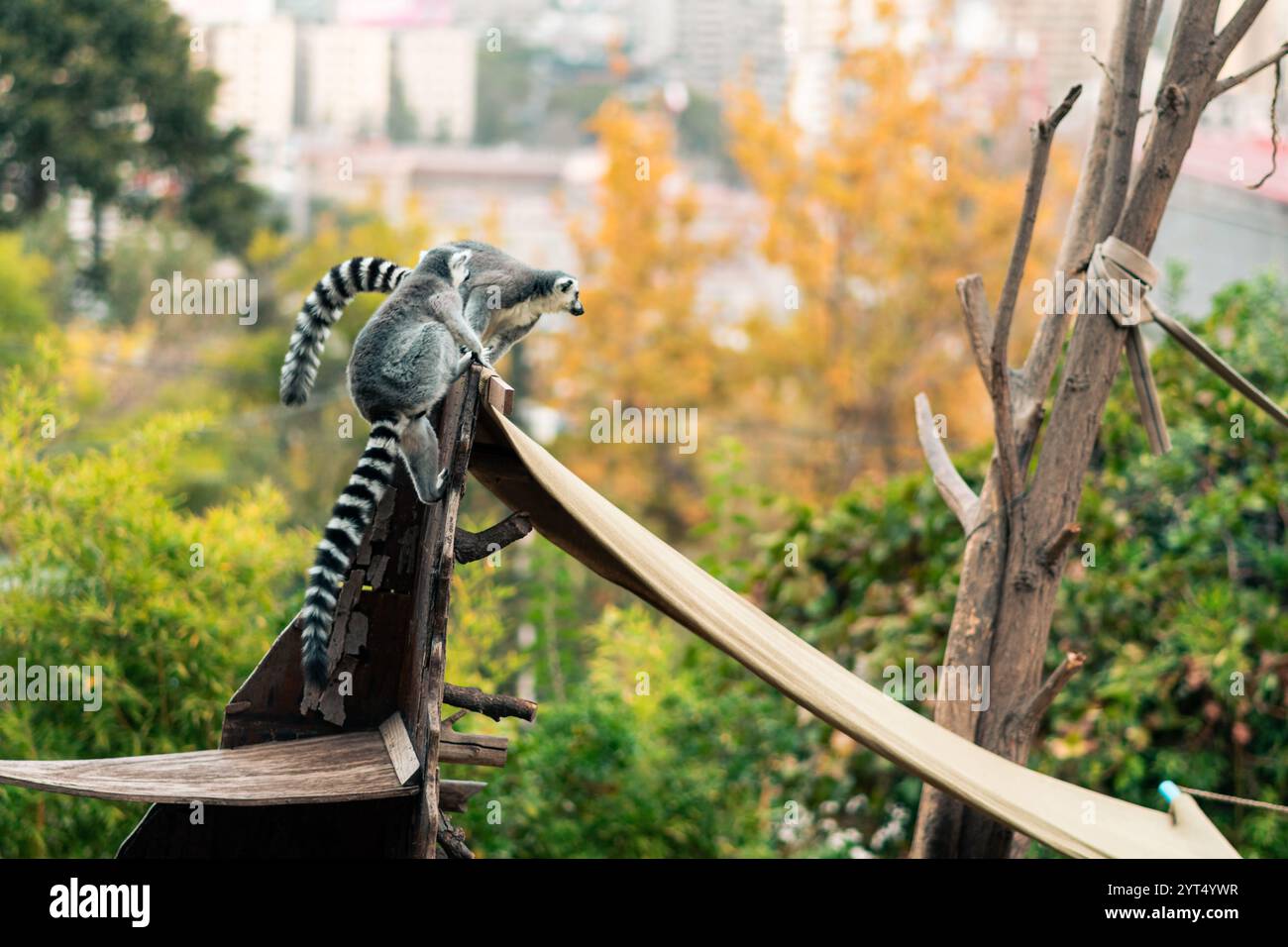 Vue sur les lémuriens et la famille de lémuriens dans un parc zoologique naturel. Banque D'Images