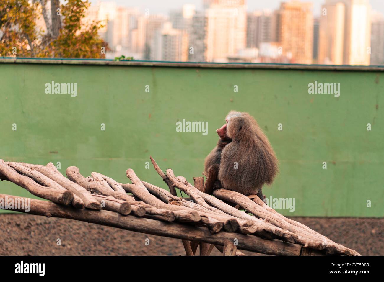 Famille de singes babouins ensemble, embrassant, se reposant, partageant Banque D'Images