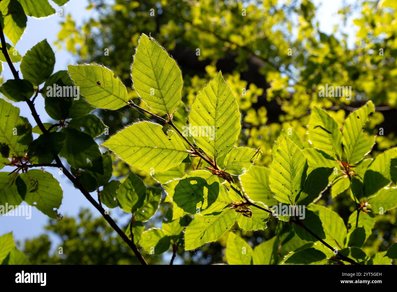 Feuilles vertes poilues de Fagus sylvatica (hêtre européen) contre la lumière du soleil près de Wendover, Buckinghamshire, Angleterre Banque D'Images