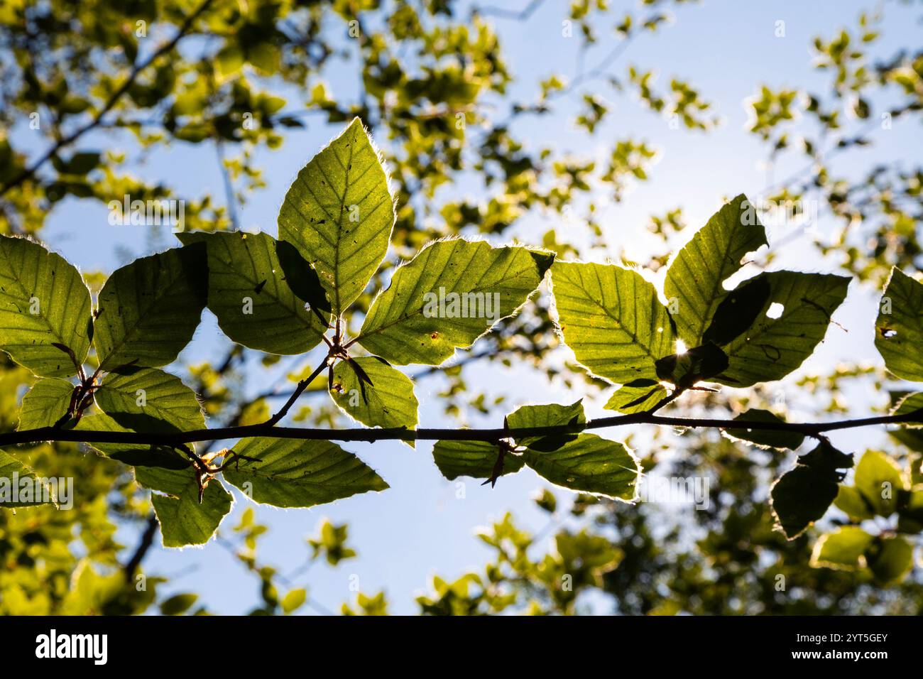 Feuilles vertes poilues de Fagus sylvatica (hêtre européen) contre la lumière du soleil près de Wendover, Buckinghamshire, Angleterre Banque D'Images