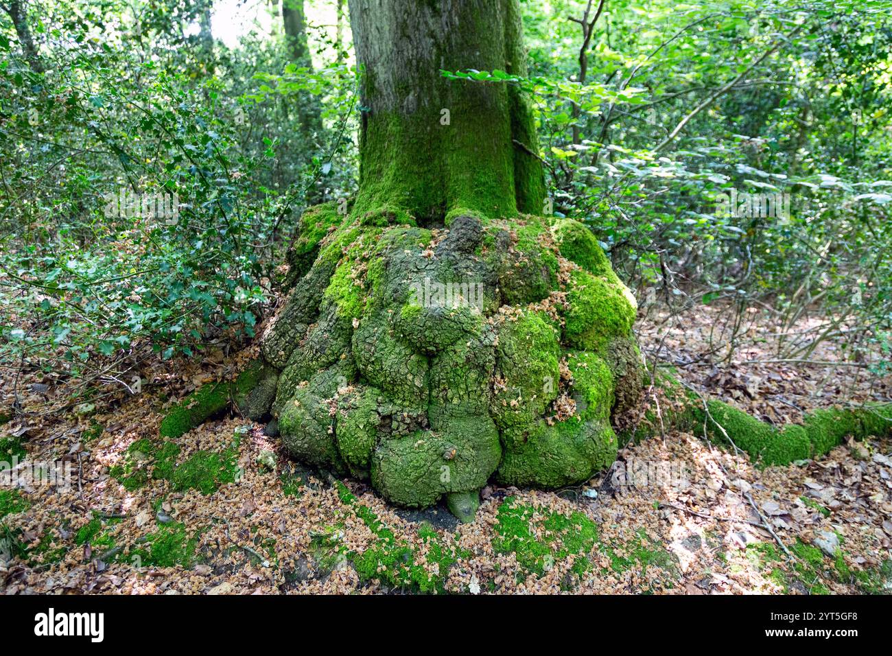 Ronds couverts de mousse à la base d'un tronc d'arbre (Buckinghamshire, Angleterre) Banque D'Images