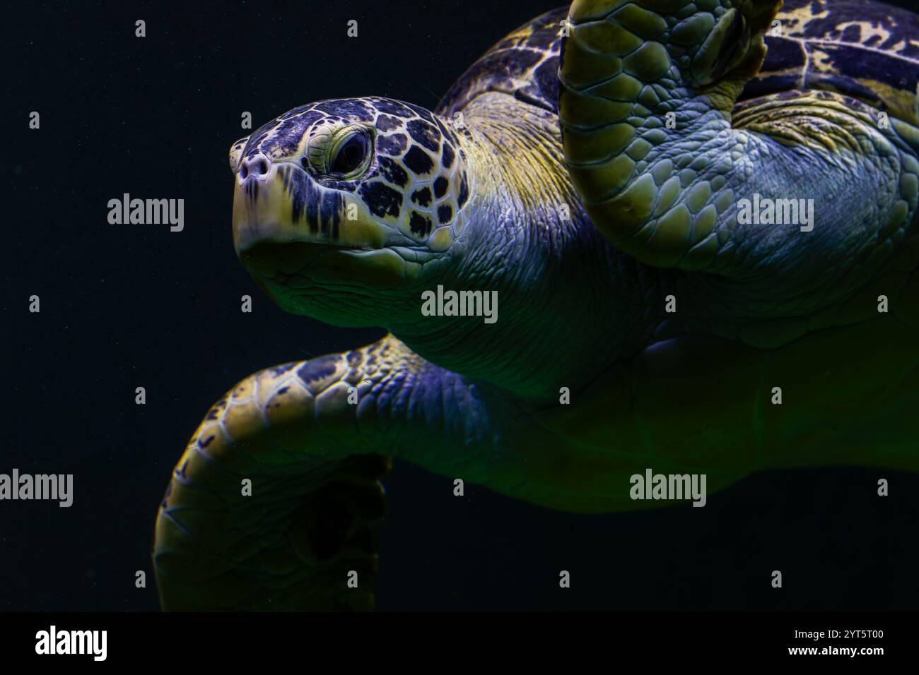 La tortue verte (Chelonia mydas) Banque D'Images