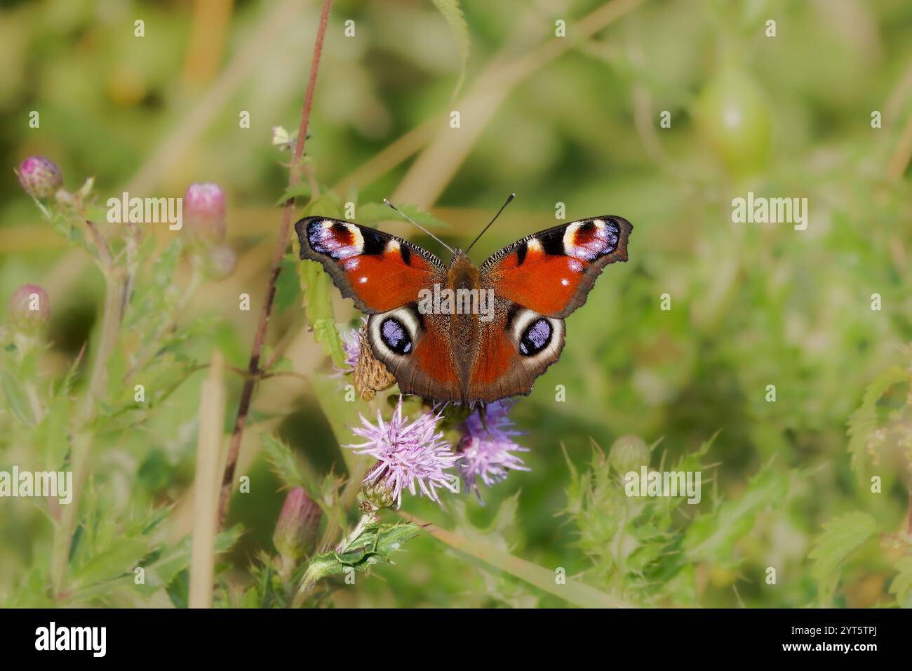 L'Aglais io (paon européen) avec de belles couleurs sur une fleur violette Banque D'Images