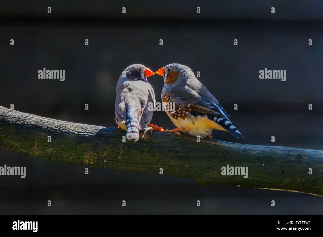 Deux finch zèbre australien sur une branche Banque D'Images