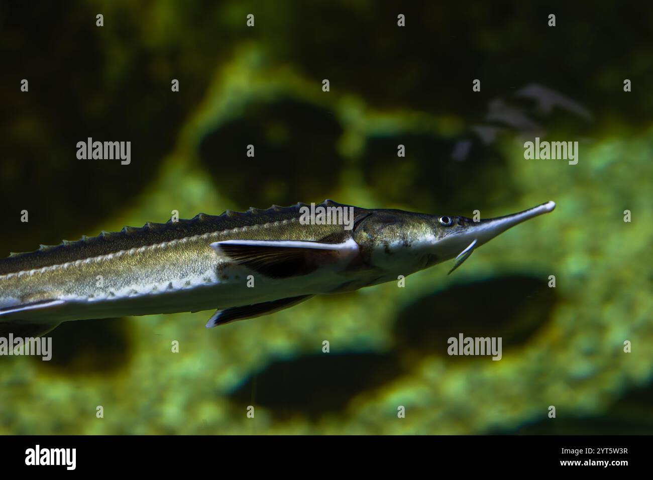 Acipenser gueldenstaedtii nageant dans l'eau Banque D'Images