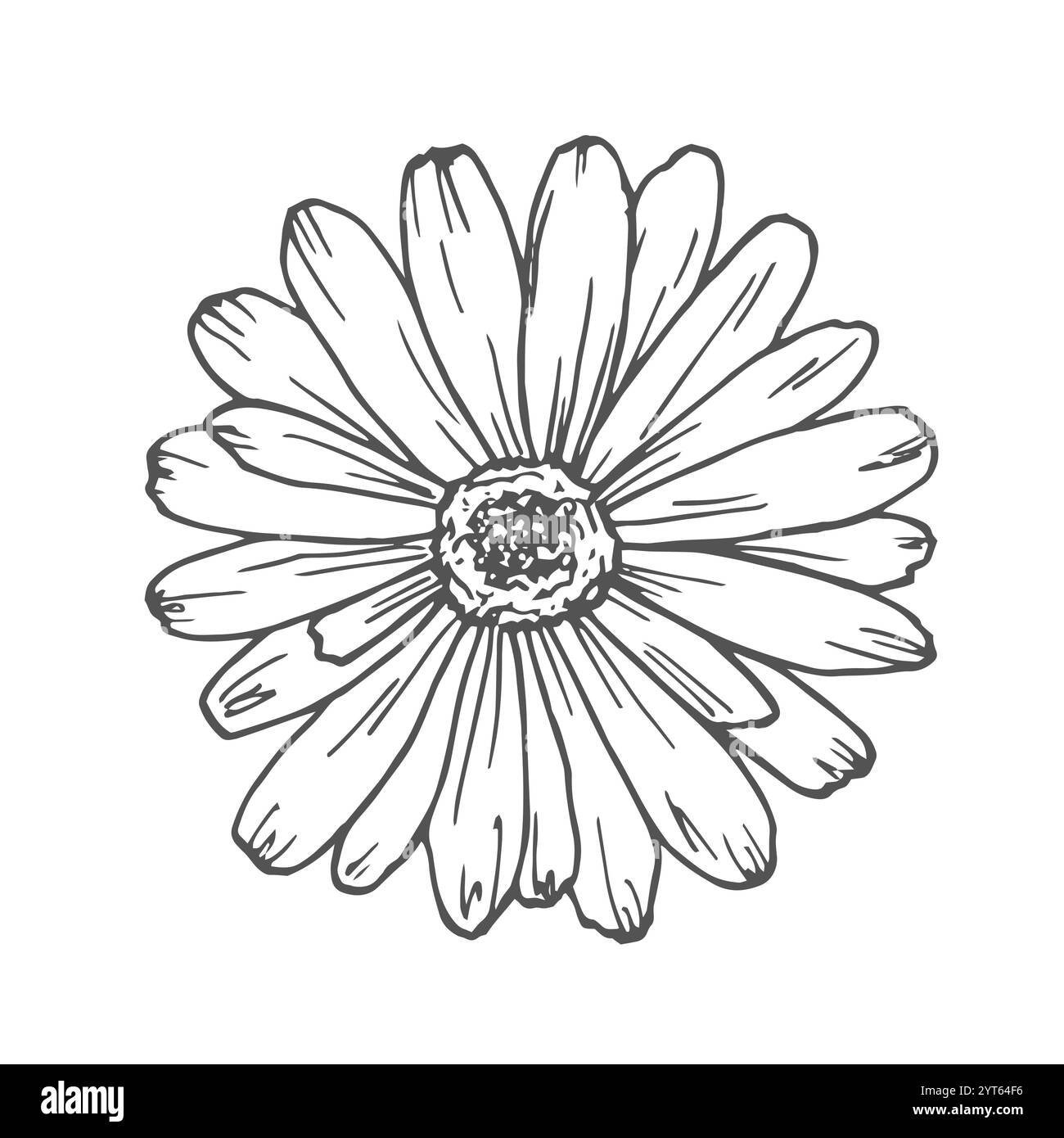 Dessin vectoriel Calendula. Fleurs et feuilles médicales isolées. Illustration de style gravé à base de plantes. Croquis botanique détaillé pour le thé, cosmétique organique, Illustration de Vecteur