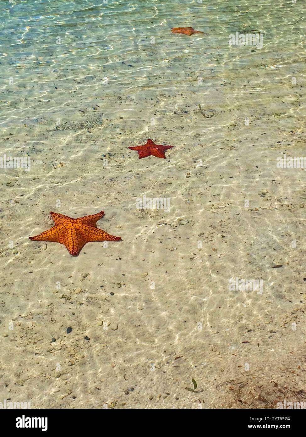 Les étoiles de mer dans l'eau peu profonde Banque D'Images