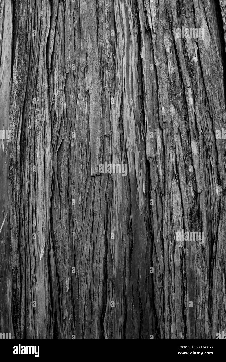 gros plan vertical d'une vieille texture de bois grisâtre. Banque D'Images