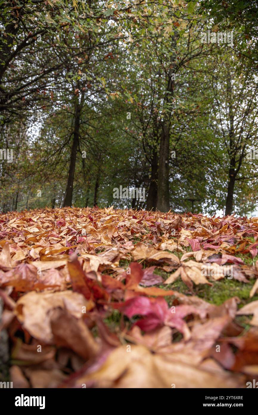 Une scène d'automne tranquille d'un parc avec des arbres entourés d'une couche dense de feuilles brunes tombées Banque D'Images