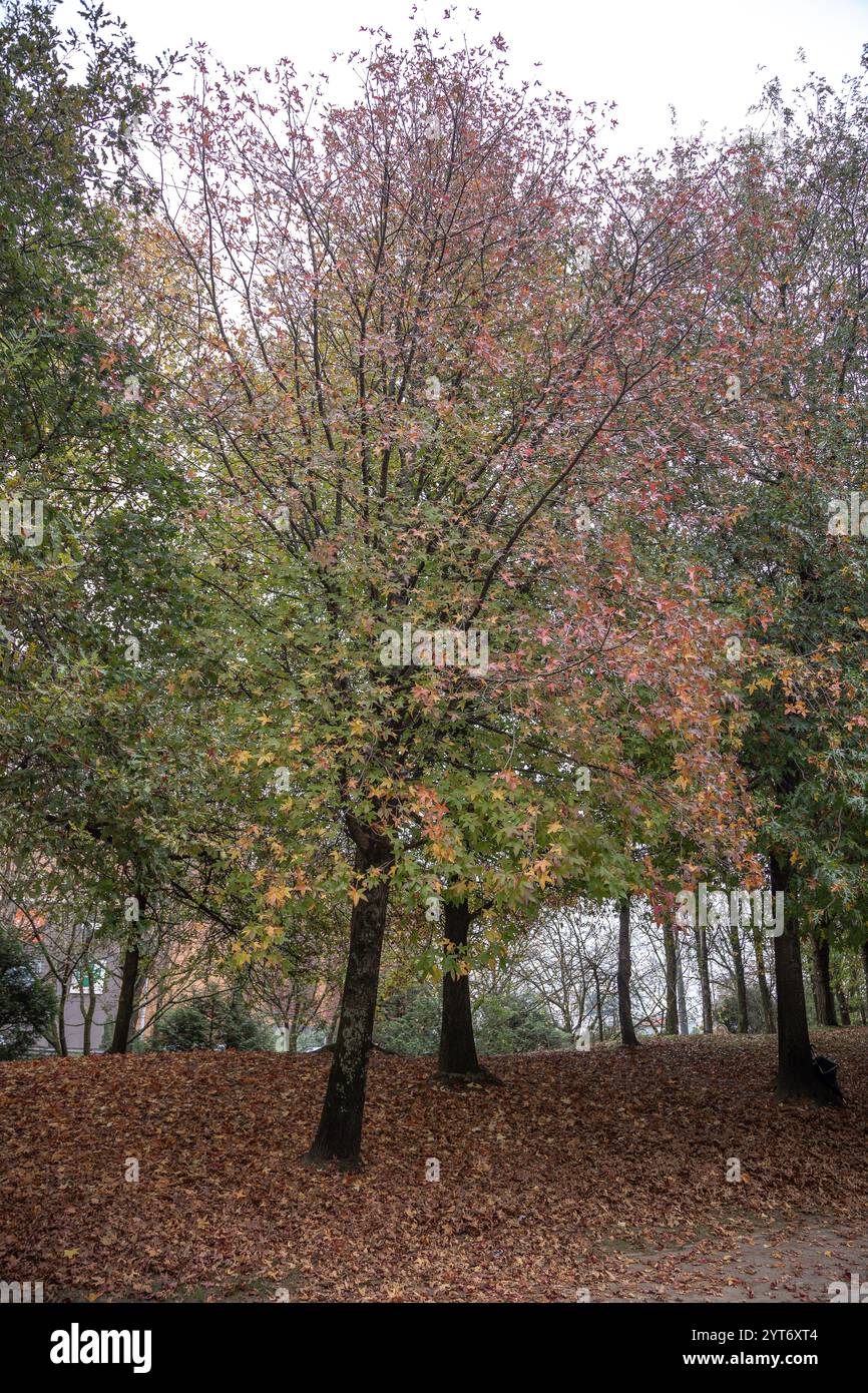 Une scène d'automne tranquille d'un parc avec des arbres entourés de feuilles brunes tombées Banque D'Images