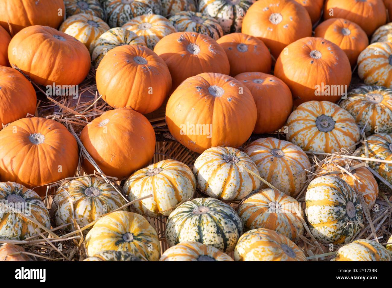 multitude de citrouilles au village de citrouilles, villorba, province de trévise, vénétie, italie Banque D'Images