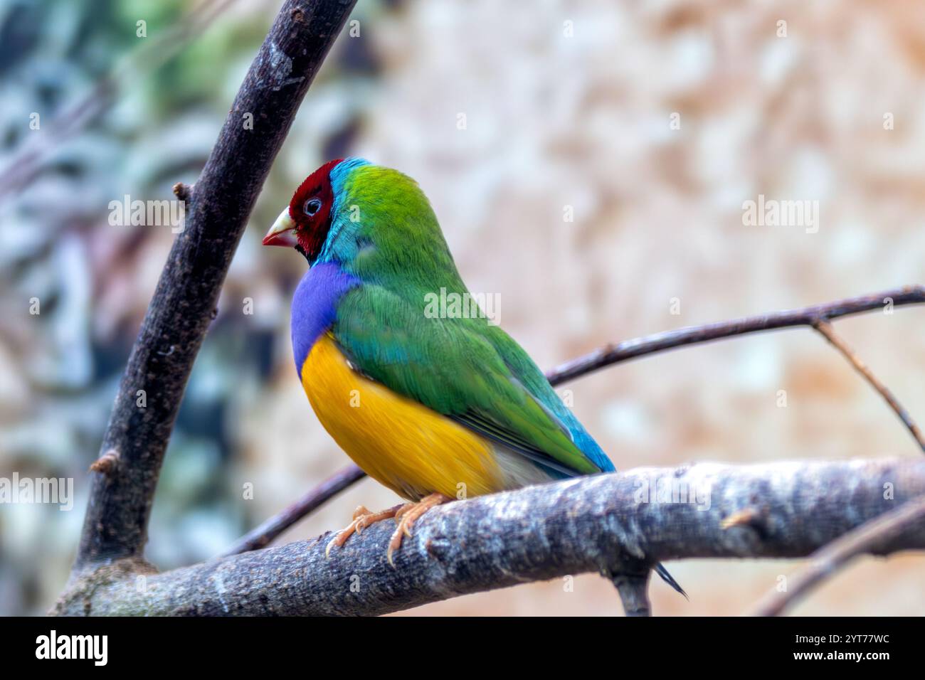 le palonnier Gouldian vibrant repéré dans ses prairies indigènes. Mange des graines et des insectes. Connu pour ses couleurs saisissantes. Banque D'Images