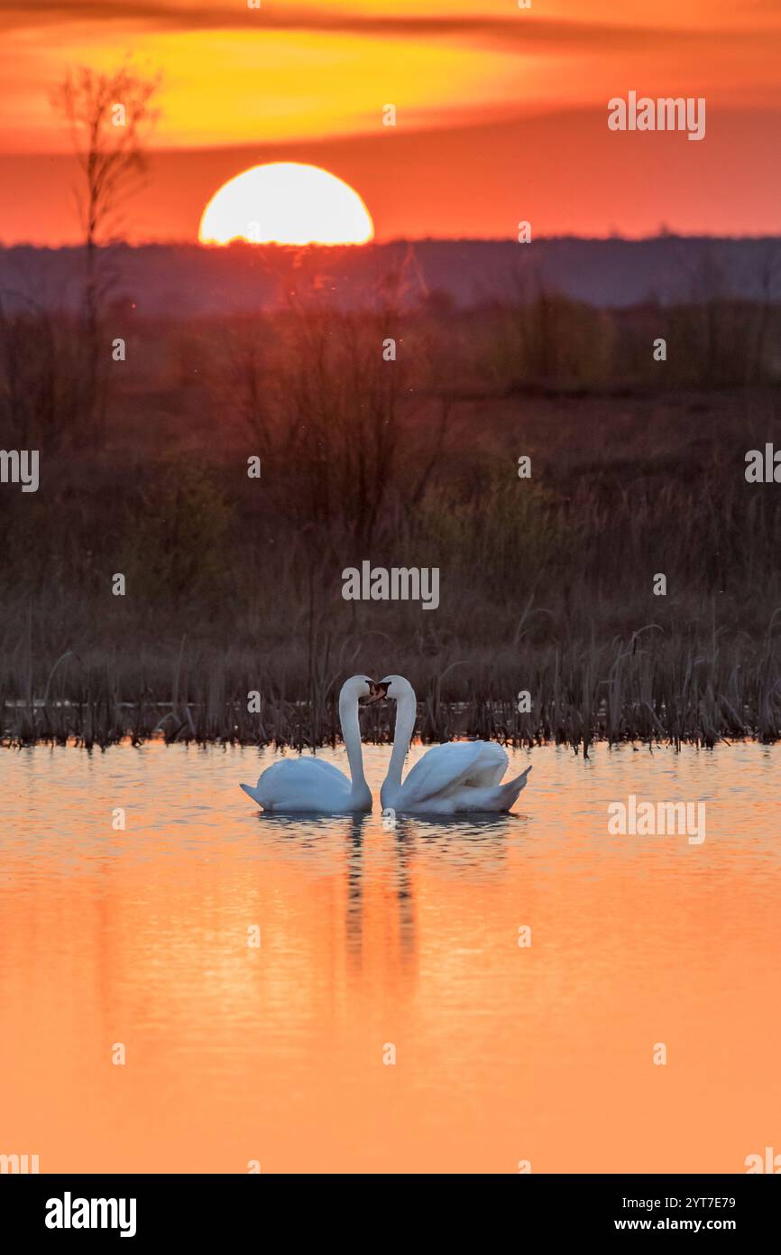 deux cygnes au coucher du soleil, romantique, tombent Banque D'Images