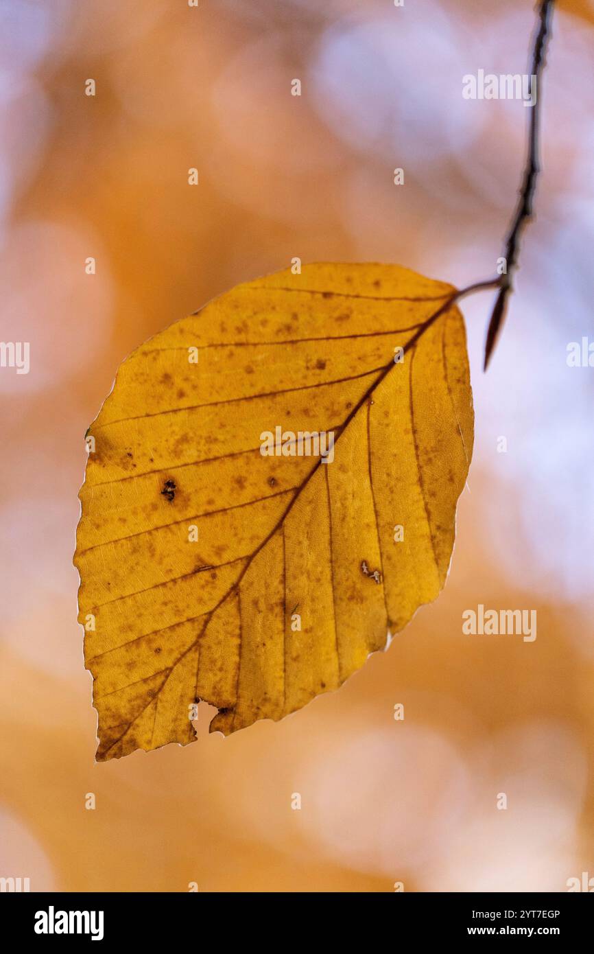 Feuille d'automne, gros plan Banque D'Images