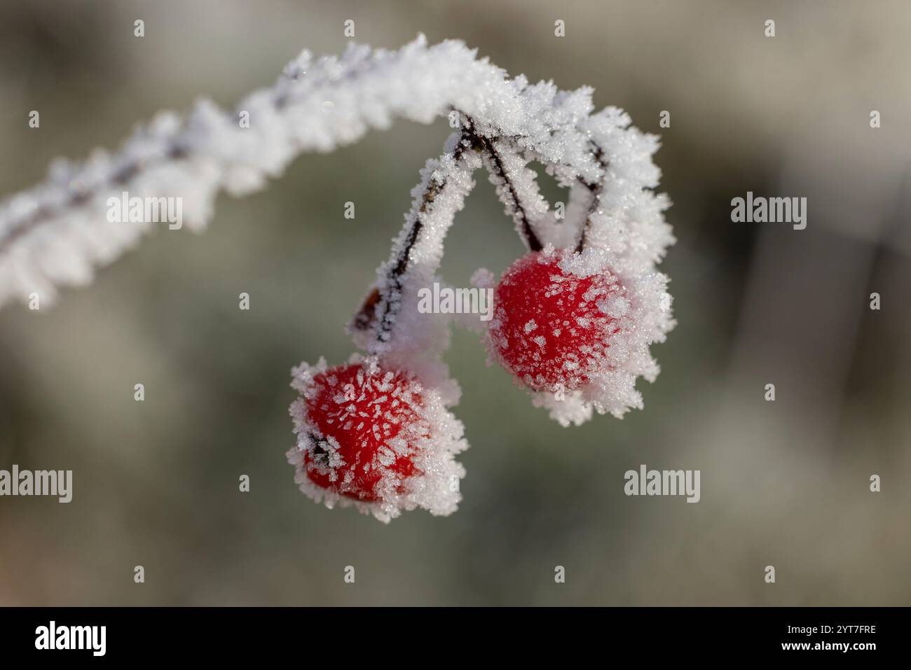 baies rouges avec hoarfrost, gros plan, hiver Banque D'Images