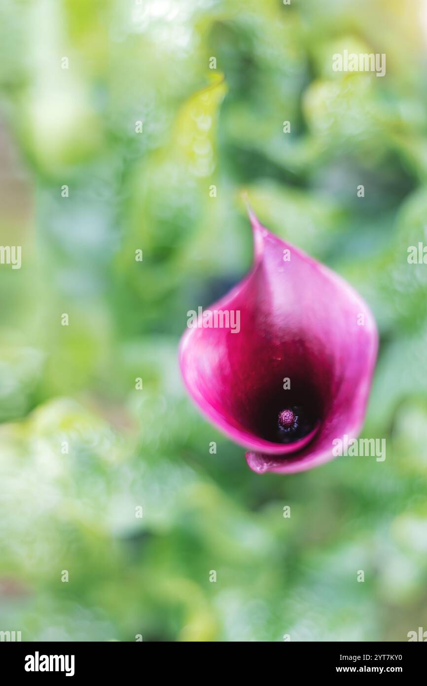 Un lis de calla violet, Zantedeschia rehmannii, se distingue sur un fond vert flou. Banque D'Images