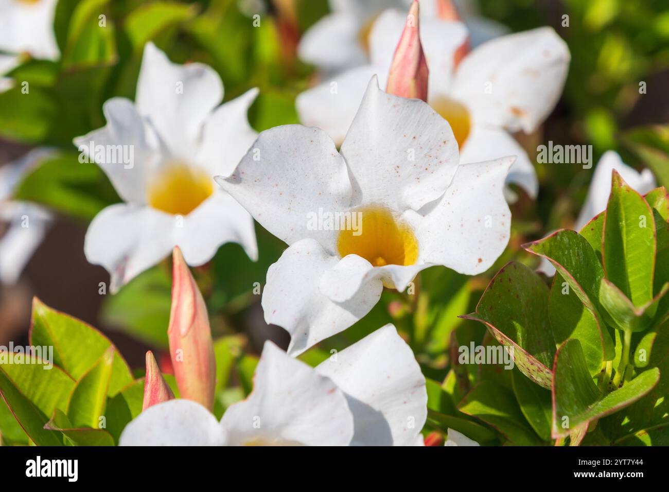 Belles fleurs blanches de Mandevilla laxa, gros plan. Jasmin chilien. plante ornementale. Banque D'Images