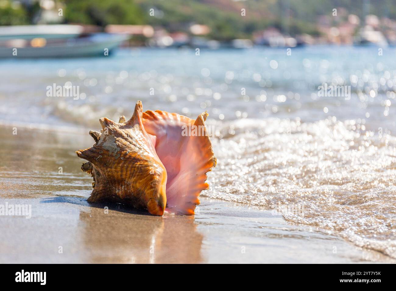 Coquille sur la plage des Iles de Saintes, Guadeloupe Banque D'Images