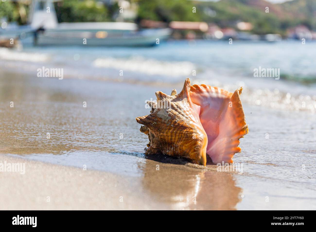 Coquille sur la plage des Iles de Saintes, Guadeloupe Banque D'Images