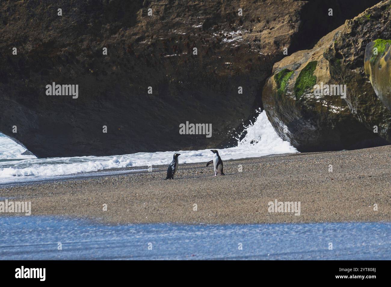 Deux pingouins à crête du Fiordland se dressent sur les rives de Monro Beach en Nouvelle-Zélande. Les animaux sont parmi les espèces de manchots les plus rares au monde et sont menacés d'extinction. Ils sont également connus sous le nom de pingouins à bec épais ou Eudyptes pachyrhynchus en latin. Les animaux rares se reproduisent sur la côte. Banque D'Images