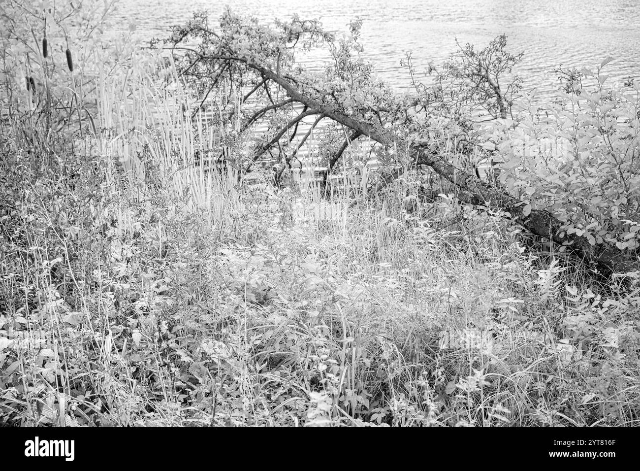 Europe, Allemagne, Hesse, Westerwald, région de Lahn-Dill, arbre tombé à l'étang Heisterberger Weiher Banque D'Images
