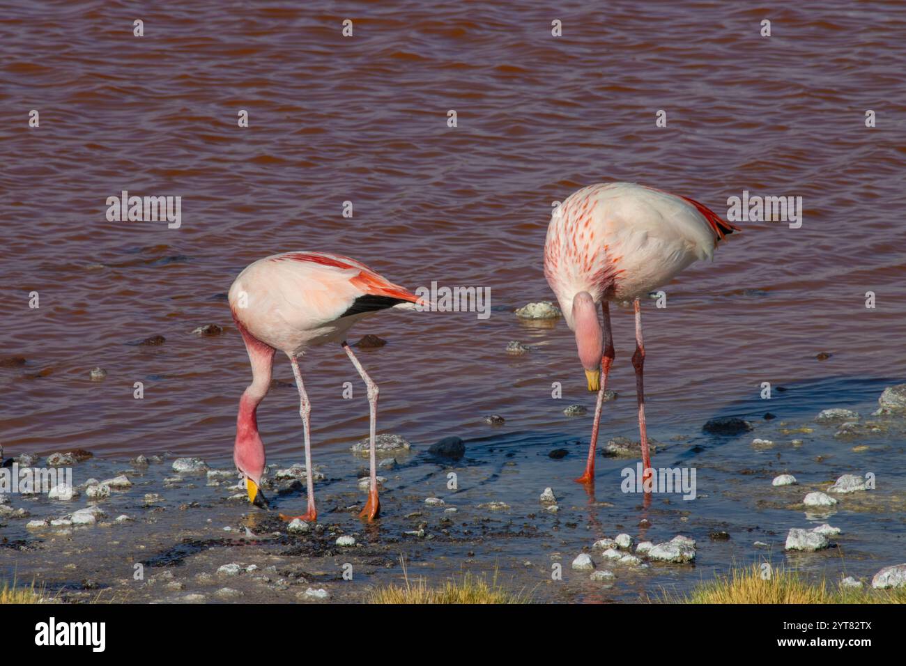 Flamants roses andins se tenant gracieusement dans les eaux peu profondes de la Laguna Colorada, Bolivie, reflétant les superbes teintes rouges de la surface du lac Banque D'Images