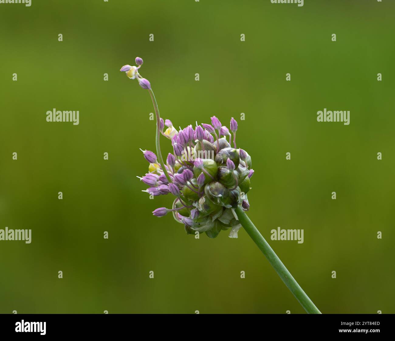 Une fleur d'oignon sauvage émergeant des bourgeons, sur un fond vert diffus Banque D'Images