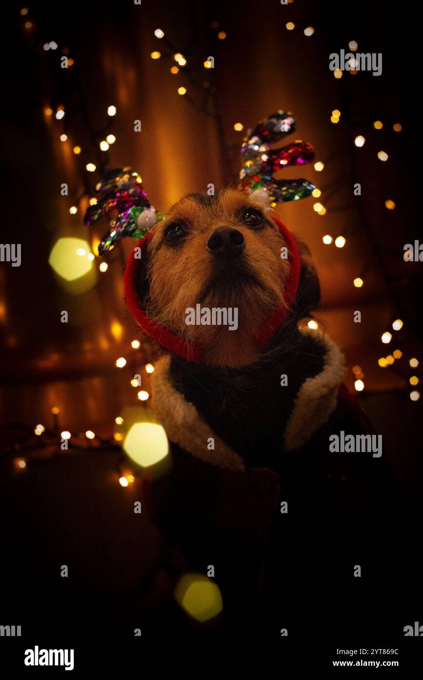 chien mignon habillé pour noël Banque D'Images