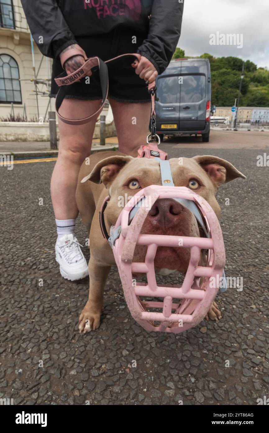 Angleterre, Kent, Douvres, American Bully Dog avec muselière Banque D'Images